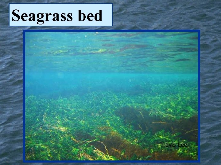 Seagrass bed 