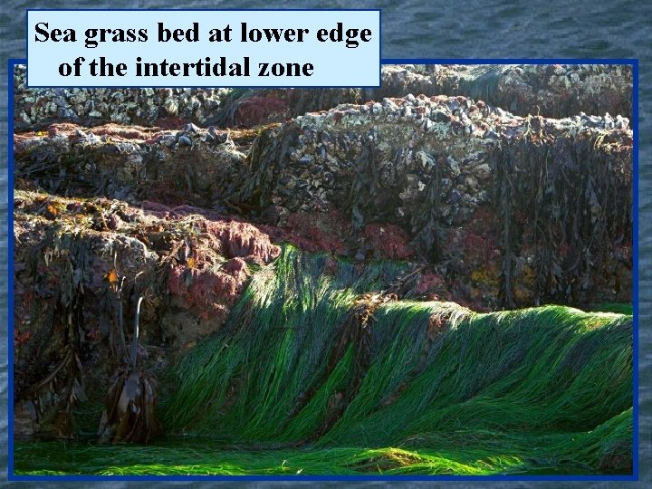 Sea grass bed at lower edge of the intertidal zone 