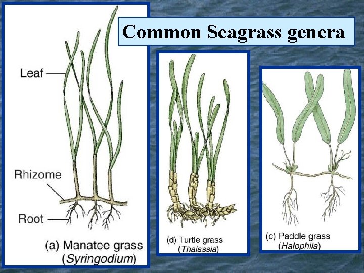 Common Seagrass genera 
