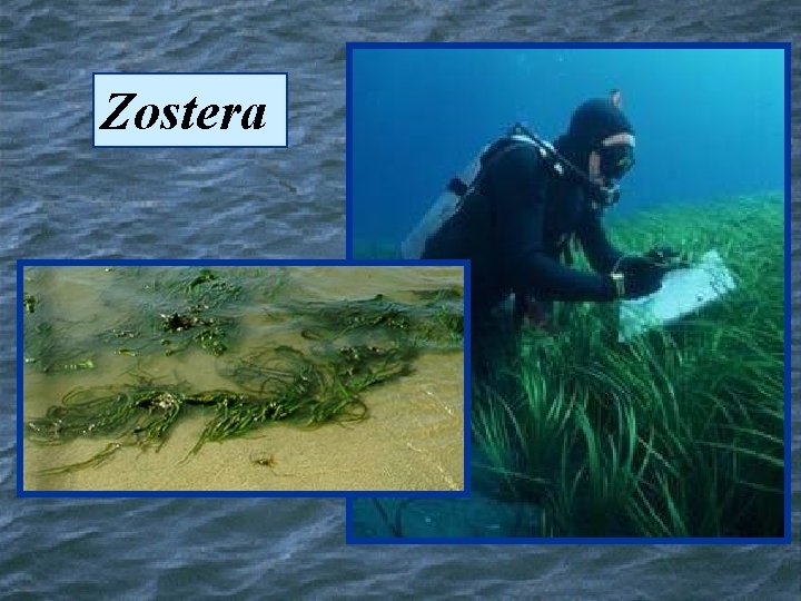 Zostera 