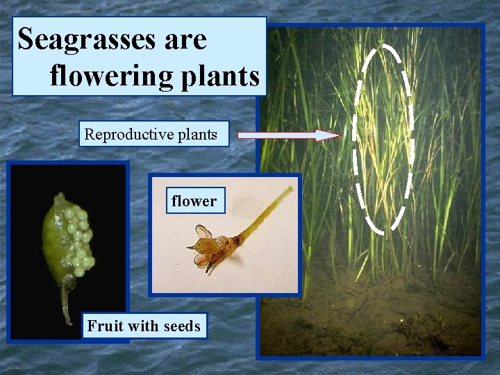 Seagrasses are flowering plants Reproductive plants flower Fruit with seeds 