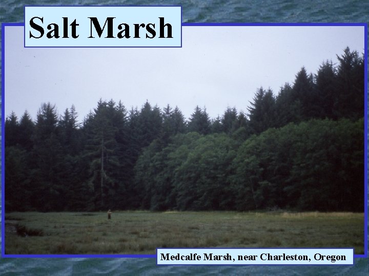 Salt Marsh Medcalfe Marsh, near Charleston, Oregon 
