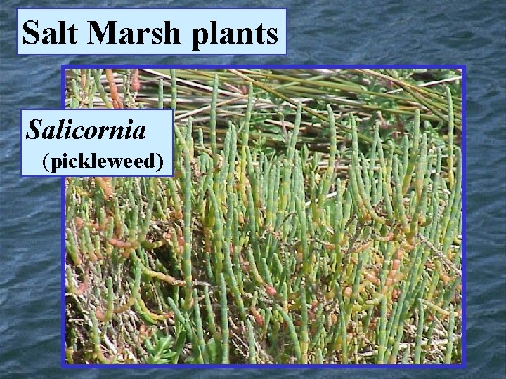 Salt Marsh plants Salicornia (pickleweed) 