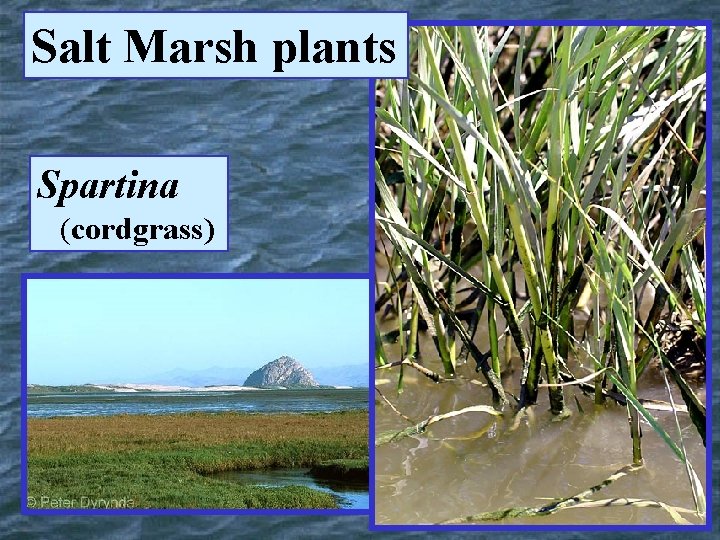 Salt Marsh plants Spartina (cordgrass) 