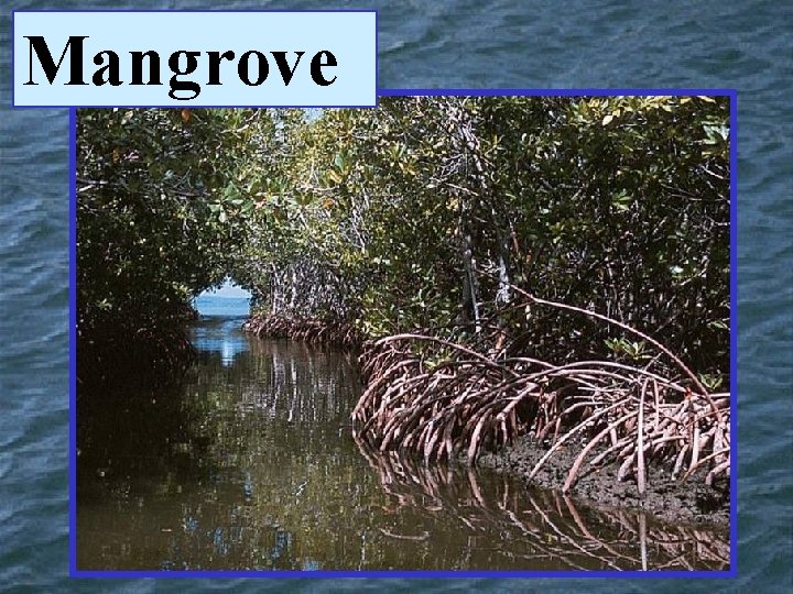 Mangrove 