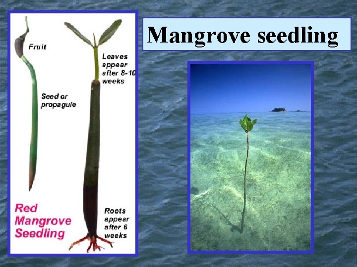 Mangrove seedling 