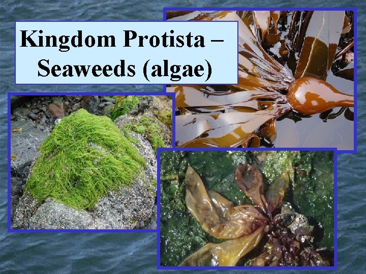 Kingdom Protista – Seaweeds (algae) 