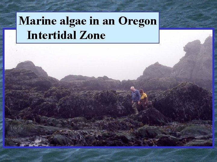 Marine algae in an Oregon Intertidal Zone 