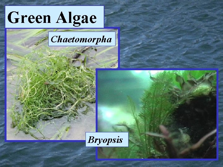 Green Algae Chaetomorpha Bryopsis 