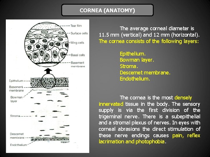 CORNEA (ANATOMY) The average corneal diameter is 11. 5 mm (vertical) and 12 mm