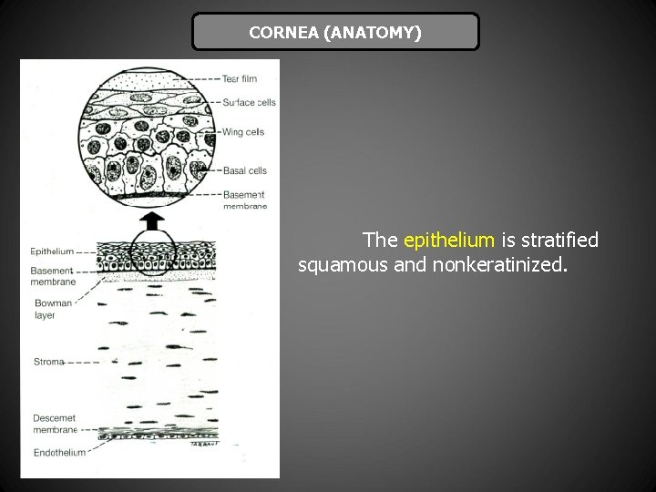 CORNEA (ANATOMY) The epithelium is stratified squamous and nonkeratinized. 