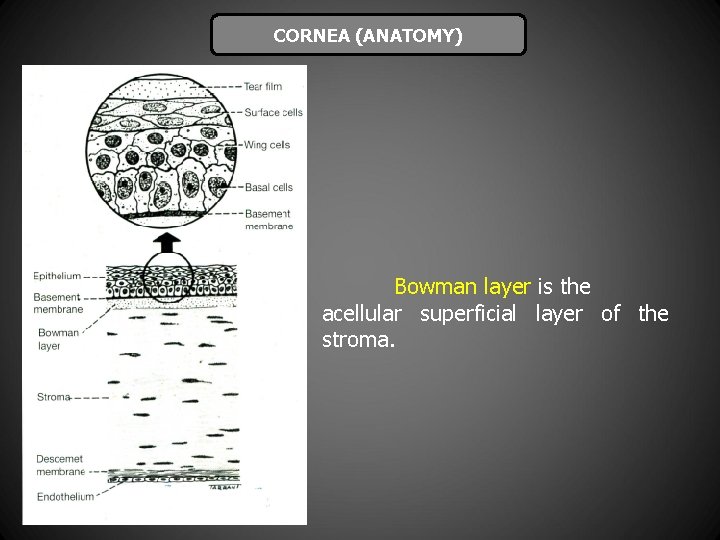 CORNEA (ANATOMY) Bowman layer is the acellular superficial layer of the stroma. 