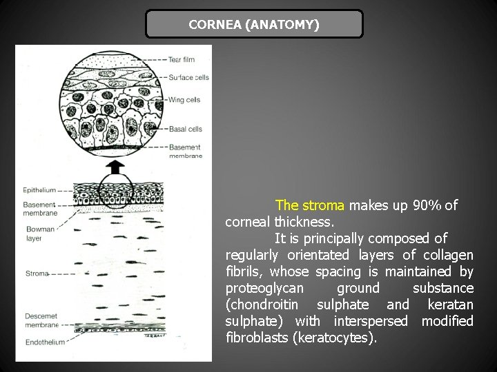 CORNEA (ANATOMY) The stroma makes up 90% of corneal thickness. It is principally composed