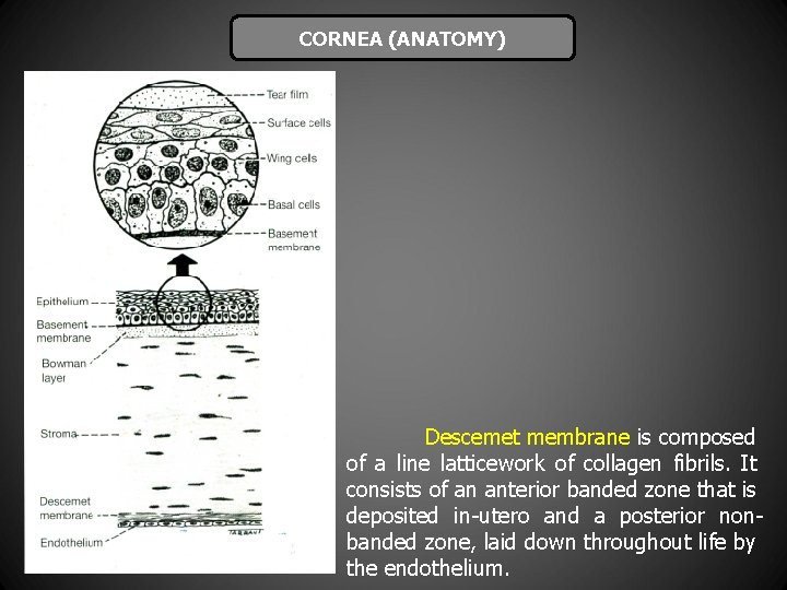 CORNEA (ANATOMY) Descemet membrane is composed of a line latticework of collagen fibrils. It