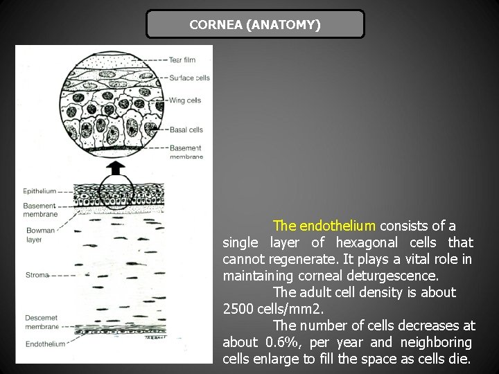 CORNEA (ANATOMY) The endothelium consists of a single layer of hexagonal cells that cannot