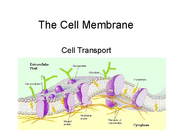 The Cell Membrane Cell Transport 