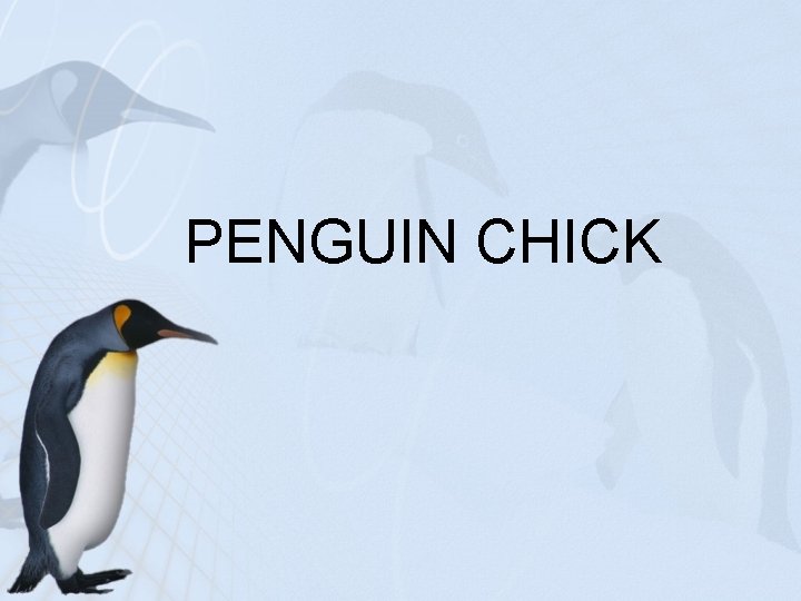 PENGUIN CHICK 