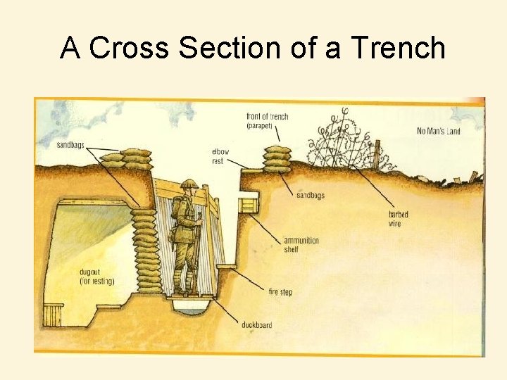 A Cross Section of a Trench 