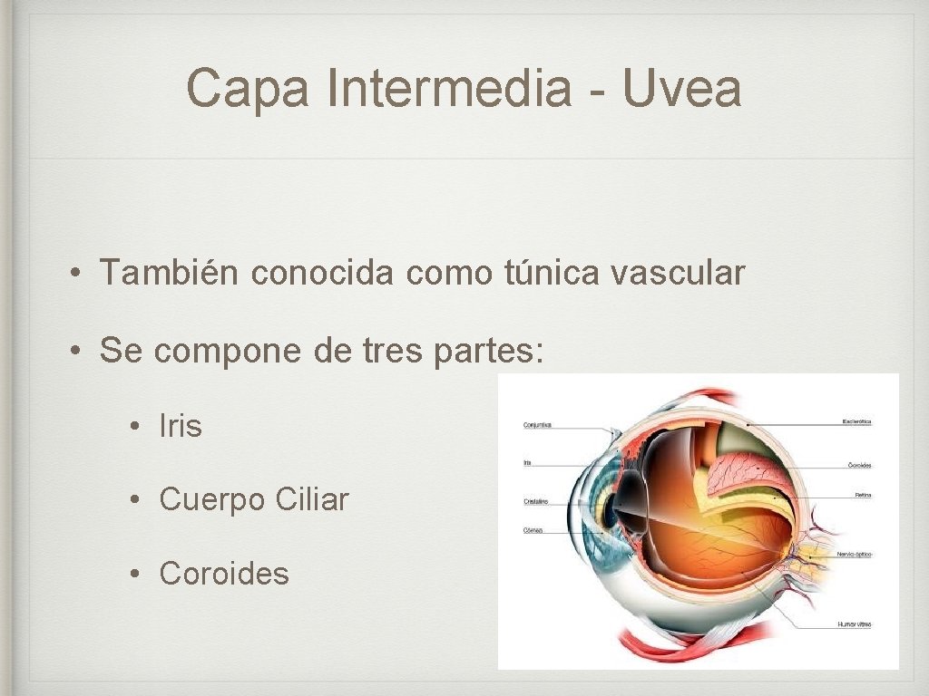 Capa Intermedia - Uvea • También conocida como túnica vascular • Se compone de