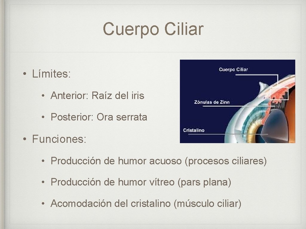 Cuerpo Ciliar • Límites: • Anterior: Raíz del iris • Posterior: Ora serrata •