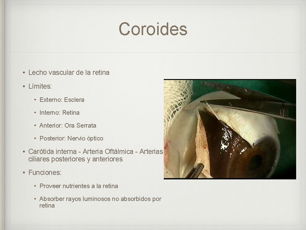 Coroides • Lecho vascular de la retina • Límites: • Externo: Esclera • Interno: