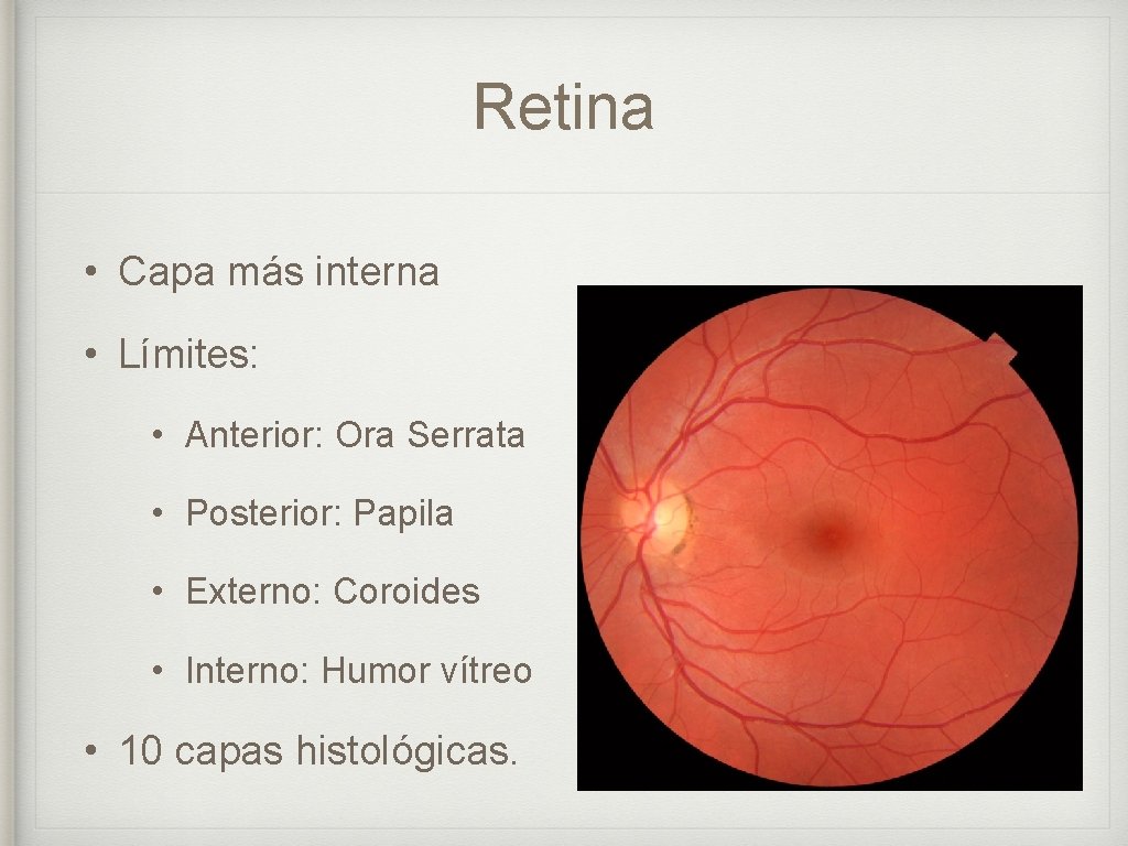 Retina • Capa más interna • Límites: • Anterior: Ora Serrata • Posterior: Papila