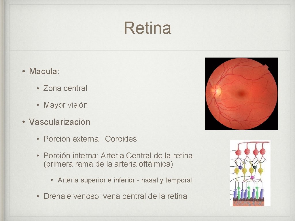 Retina • Macula: • Zona central • Mayor visión • Vascularización • Porción externa
