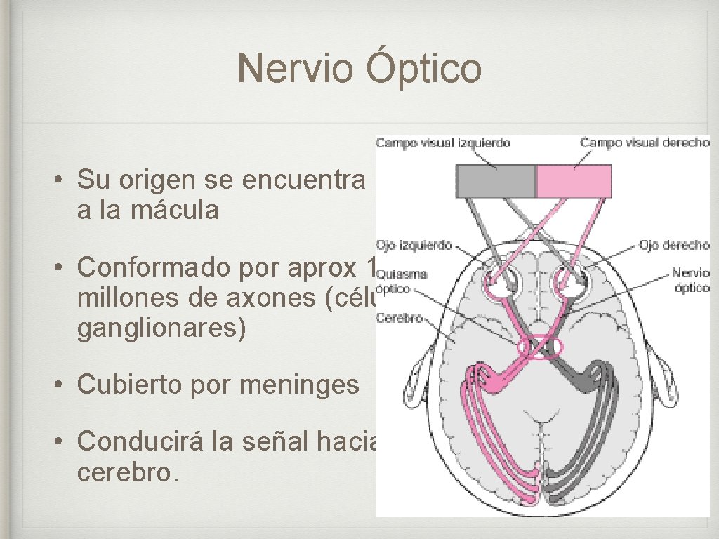 Nervio Óptico • Su origen se encuentra medial a la mácula • Conformado por