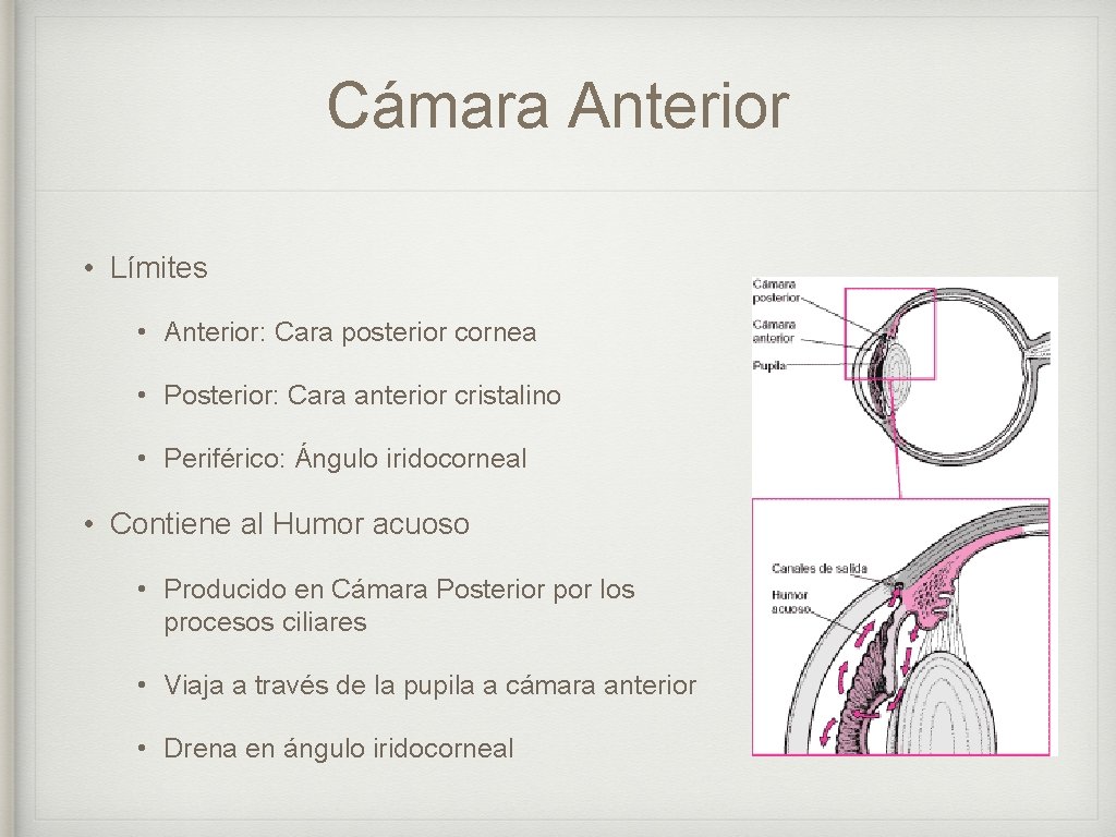 Cámara Anterior • Límites • Anterior: Cara posterior cornea • Posterior: Cara anterior cristalino