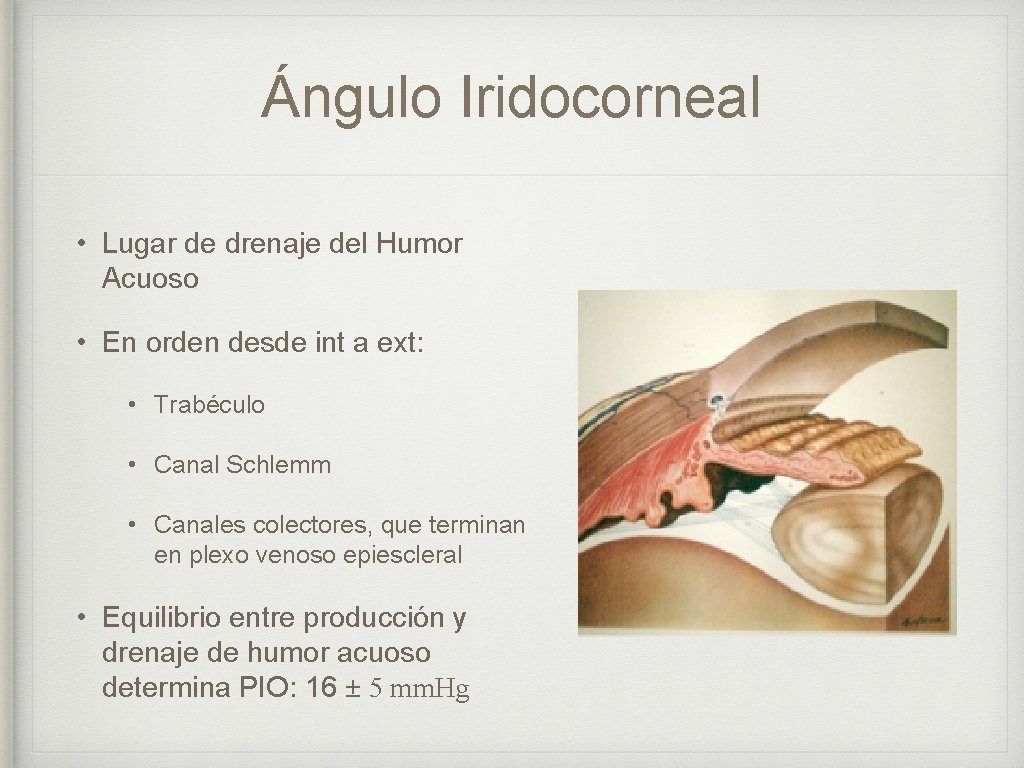 Ángulo Iridocorneal • Lugar de drenaje del Humor Acuoso • En orden desde int