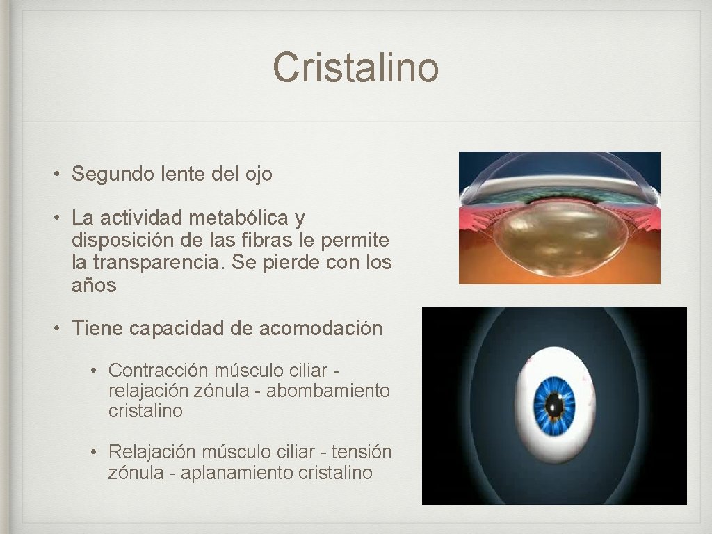 Cristalino • Segundo lente del ojo • La actividad metabólica y disposición de las