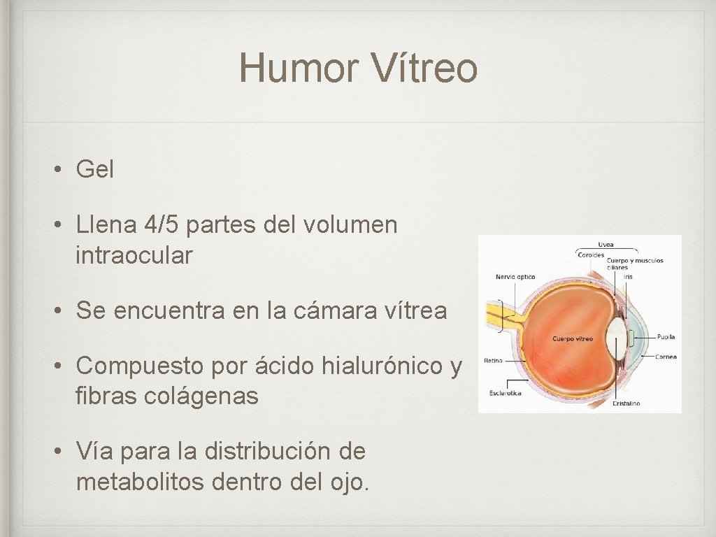 Humor Vítreo • Gel • Llena 4/5 partes del volumen intraocular • Se encuentra