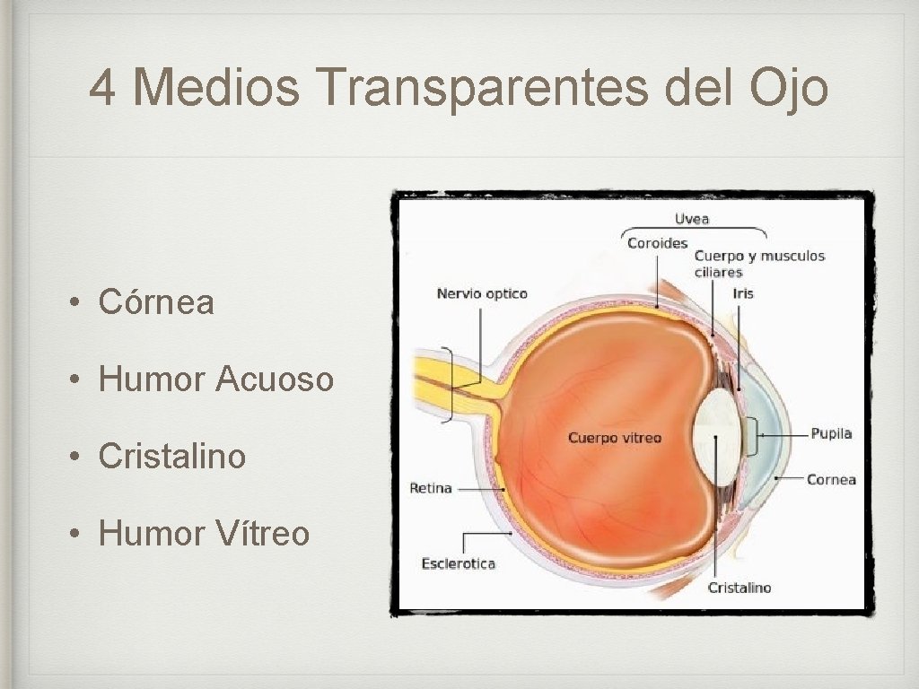 4 Medios Transparentes del Ojo • Córnea • Humor Acuoso • Cristalino • Humor