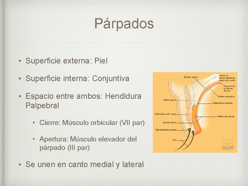 Párpados • Superficie externa: Piel • Superficie interna: Conjuntiva • Espacio entre ambos: Hendidura