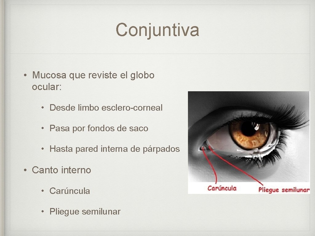 Conjuntiva • Mucosa que reviste el globo ocular: • Desde limbo esclero-corneal • Pasa