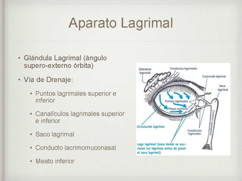 Aparato Lagrimal • Glándula Lagrimal (ángulo supero-externo órbita) • Vía de Drenaje: • Puntos