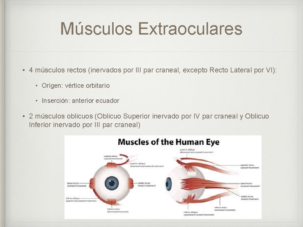 Músculos Extraoculares • 4 músculos rectos (inervados por III par craneal, excepto Recto Lateral