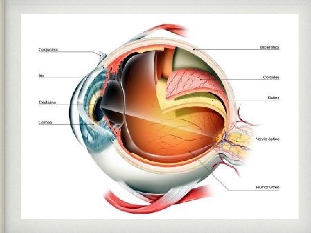 Globo Ocular • 3 capas concéntricas: • Capa Externa (esclera y cornea) • Capa