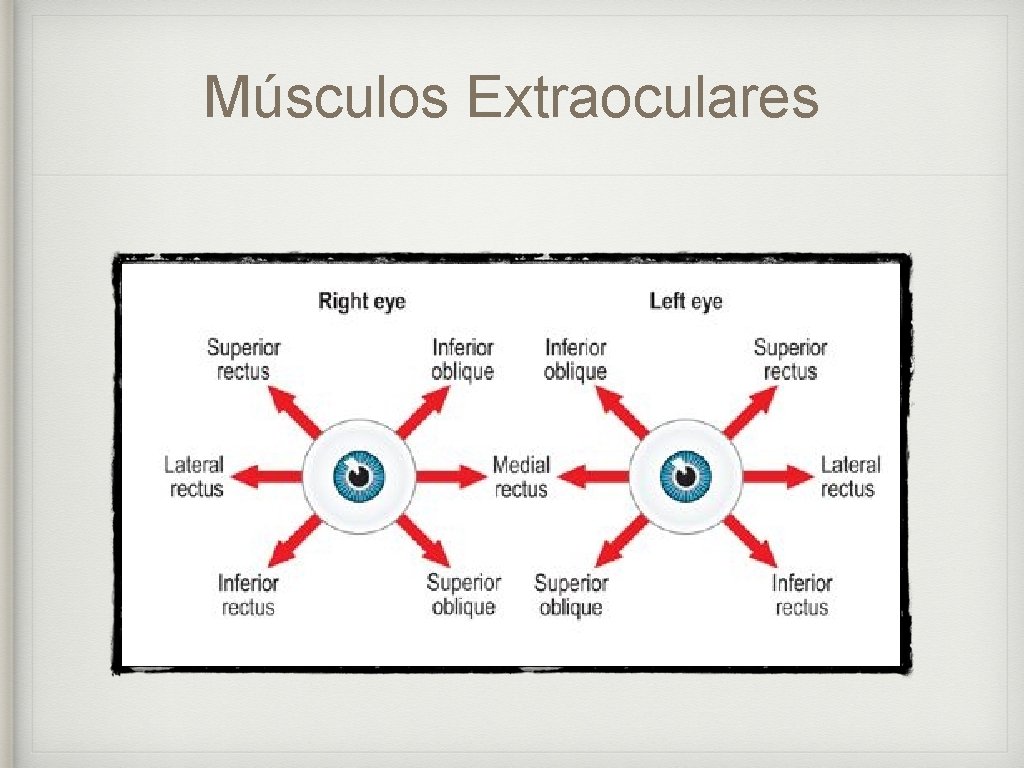 Músculos Extraoculares 