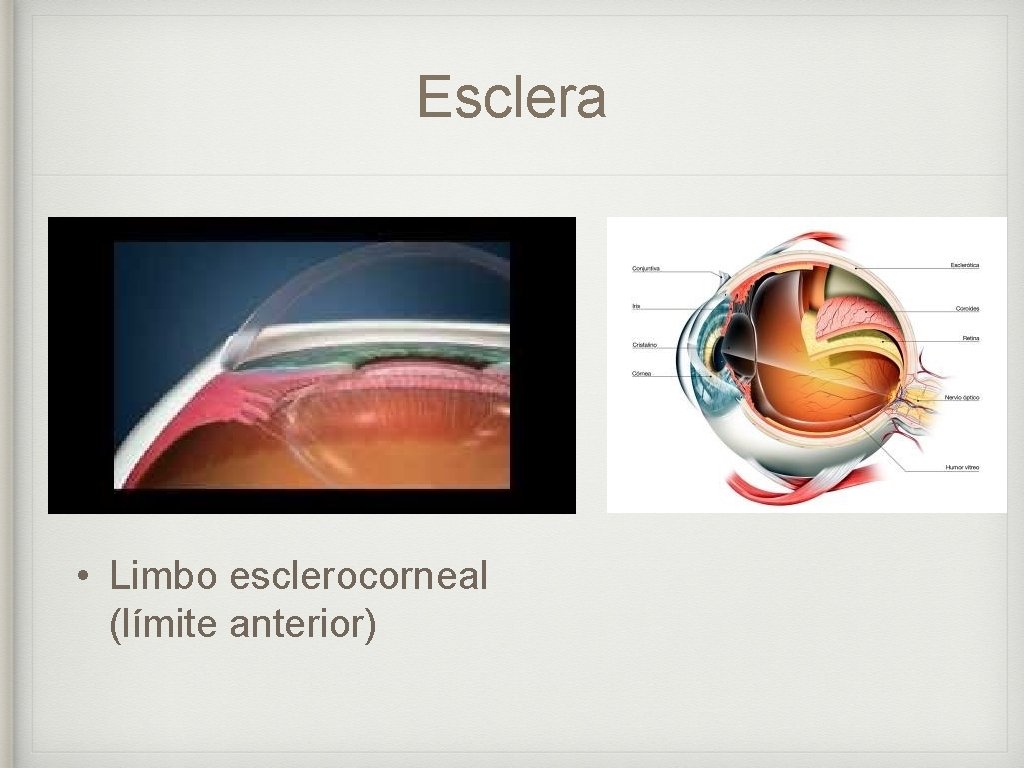 Esclera • Límite externo (junto con cornea) • Cubre el segmento posterior del ojo