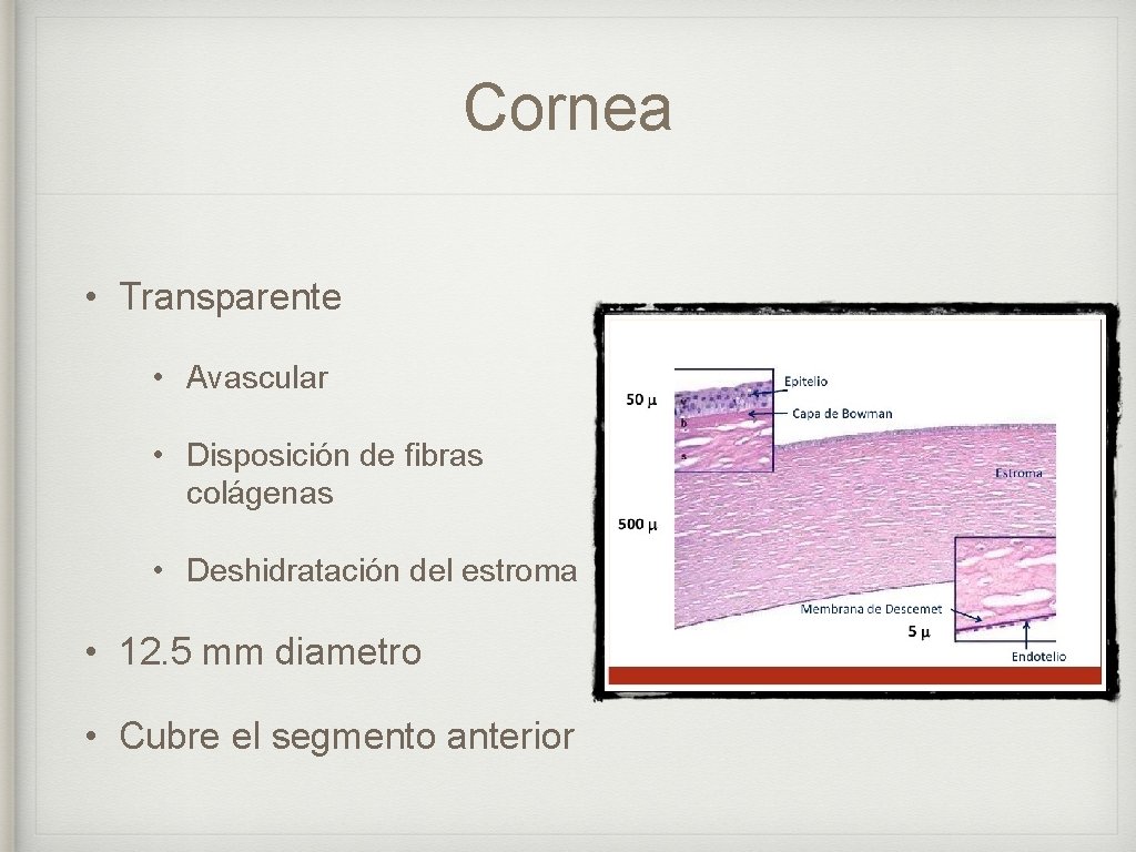 Cornea • Transparente • Avascular • Disposición de fibras colágenas • Deshidratación del estroma
