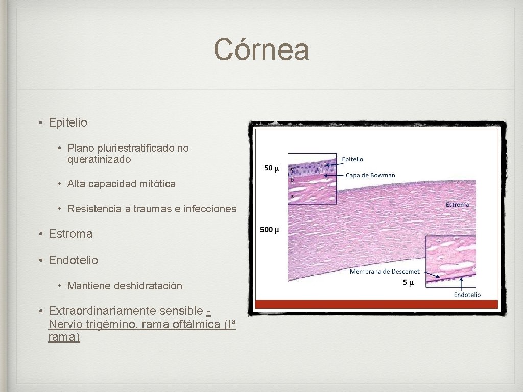 Córnea • Epitelio • Plano pluriestratificado no queratinizado • Alta capacidad mitótica • Resistencia