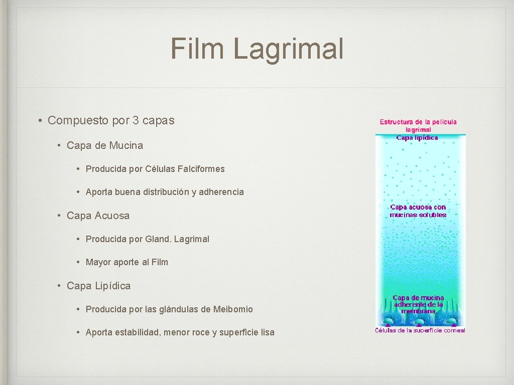 Film Lagrimal • Compuesto por 3 capas • Capa de Mucina • Producida por