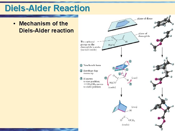 Diels-Alder Reaction • Mechanism of the Diels-Alder reaction 24 -14 