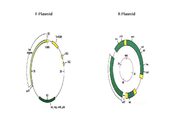 F-Plasmid R Plasmid 