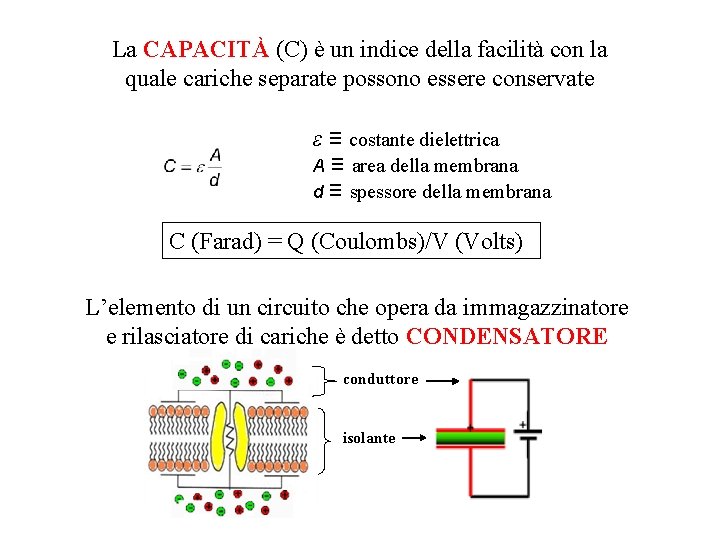 La CAPACITÀ (C) è un indice della facilità con la quale cariche separate possono La CAPACITÀ (C) è un indice della facilità con la quale cariche separate possono