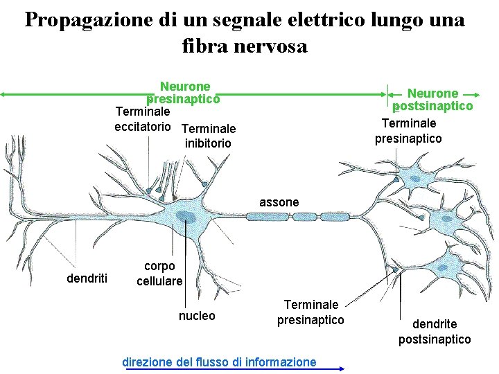 Propagazione di un segnale elettrico lungo una fibra nervosa Neurone presinaptico Terminale eccitatorio Terminale Propagazione di un segnale elettrico lungo una fibra nervosa Neurone presinaptico Terminale eccitatorio Terminale