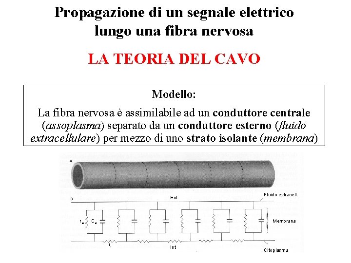 Propagazione di un segnale elettrico lungo una fibra nervosa LA TEORIA DEL CAVO Modello: Propagazione di un segnale elettrico lungo una fibra nervosa LA TEORIA DEL CAVO Modello: