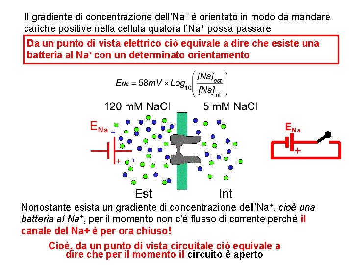 Il gradiente di concentrazione dell’Na+ è orientato in modo da mandare cariche positive nella Il gradiente di concentrazione dell’Na+ è orientato in modo da mandare cariche positive nella
