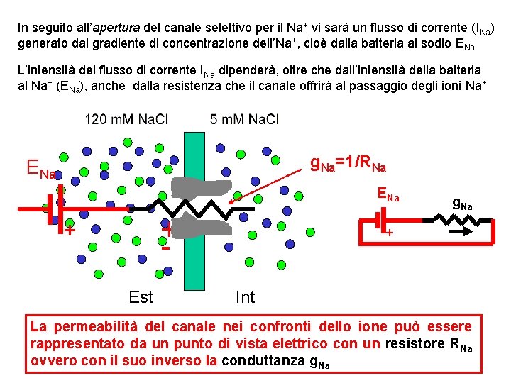 In seguito all’apertura del canale selettivo per il Na+ vi sarà un flusso di In seguito all’apertura del canale selettivo per il Na+ vi sarà un flusso di